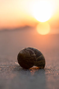 Close-up of shell on beach against sky during sunset