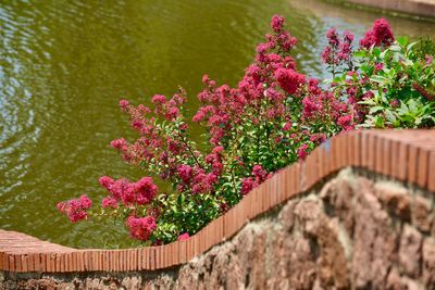 Close-up of pink flowering plants by fence