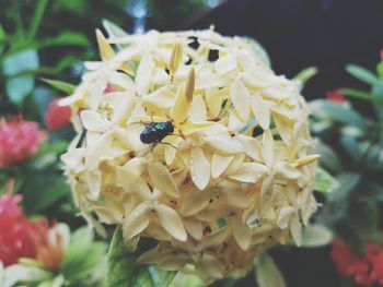 Close-up of insect on flowers