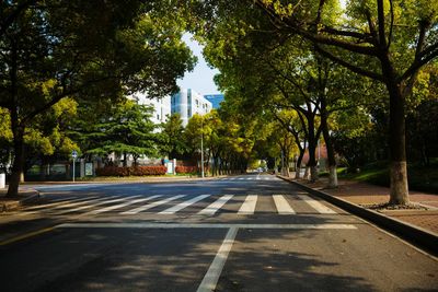 Road passing through forest