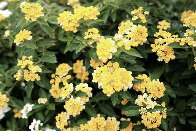 Close-up of yellow flowering plants