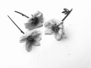 High angle view of flowering plant against white background