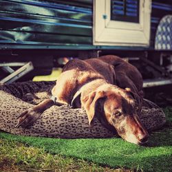 Close-up of dog relaxing on grass