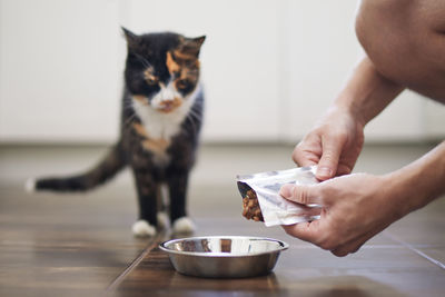 Domestic life with pet. close-up of hands of man while feeding his hungry tabby cat at home.