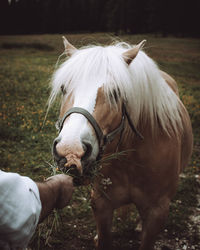 Close-up of a horse on field