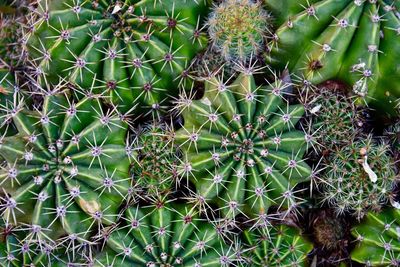Full frame shot of cactus plant