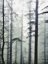 Trees in forest against sky