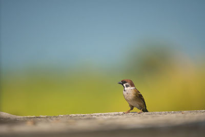 Close-up of bird perching on retaining wall