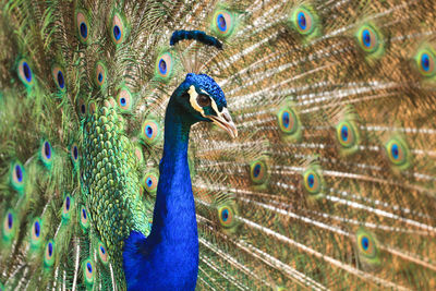 Close-up of peacock
