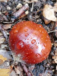 High angle view of mushroom on field