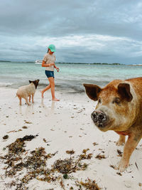 Rear view of woman with dog on beach