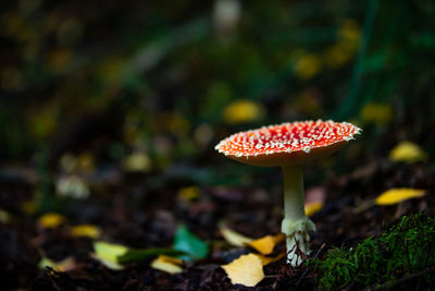 Close-up of fly agaric mushroom on field