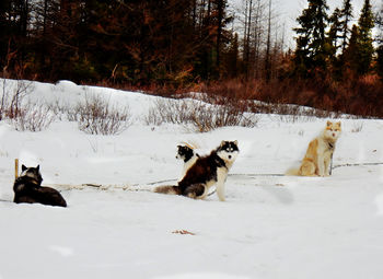 Dogs on snow covered field