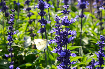 Close-up of honey bee on purple flowers