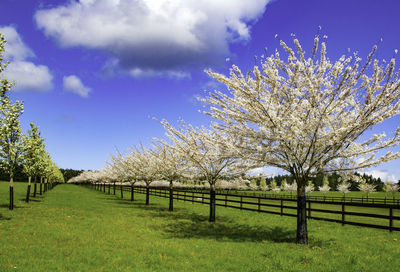 Scenic view of flowering trees in orchard against sky