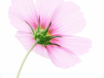 Close-up of pink cosmos flower against white background