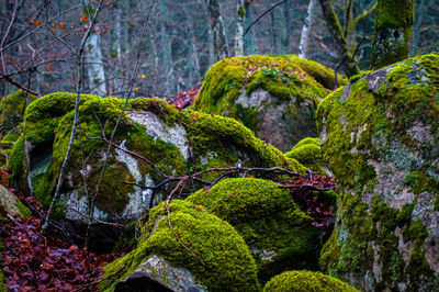 Moss growing on rocks in forest