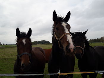 Horses standing in ranch against sky