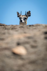 Klipspringer pokes head over rock in sunshine