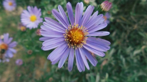 Close-up of purple daisy flower