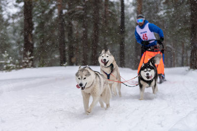 View of dog in snow