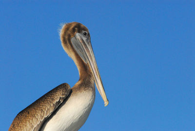 Close-up of a bird against clear blue sky