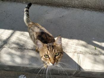 High angle portrait of cat on floor