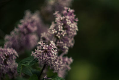 Close-up of purple flowers