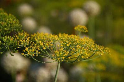 Close-up of yellow flowers