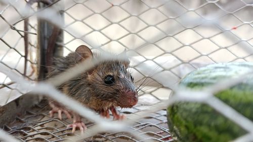 Close-up of a cat in cage