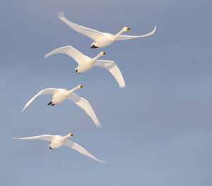 Tundra swans flying