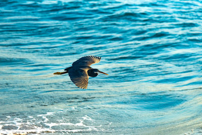 Close-up of bird flying over sea