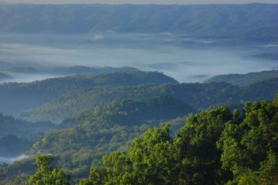 Scenic view of forest against sky