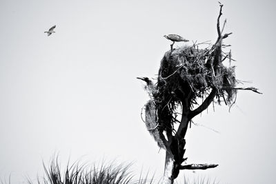 Low angle view of bird perching on tree against clear sky