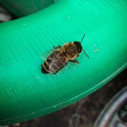 High angle view of bee on leaf