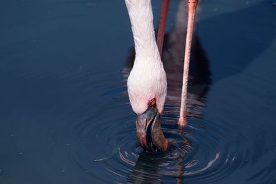 High angle view of bird drinking water