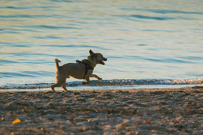 Full length of a dog on beach