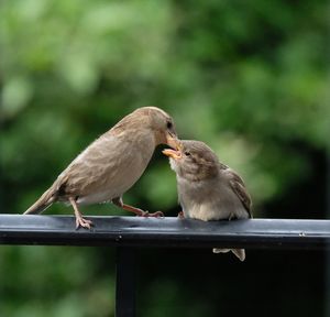 Close-up of birds perching on railing