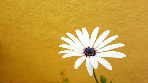 Close-up of flower against yellow wall