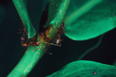 Close-up of insect on plant