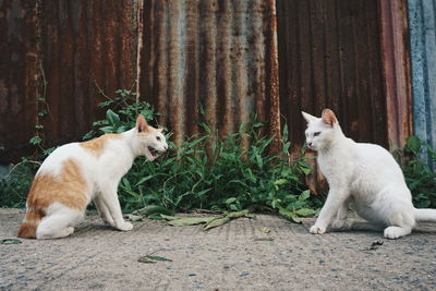 View of cats sitting outdoors