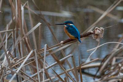 Close-up of kingfisher bird perching on plant against lake