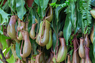 Close-up of vegetables for sale in market