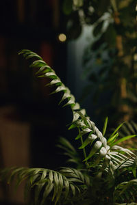 Close-up of fern leaves