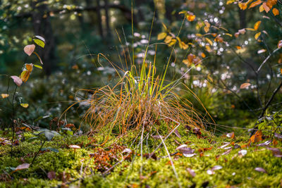 Close-up of plant