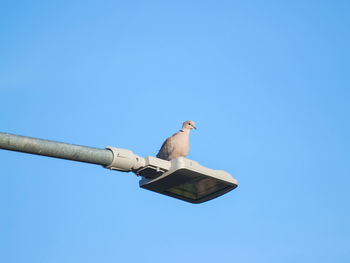 Low angle view of seagull perching against clear blue sky