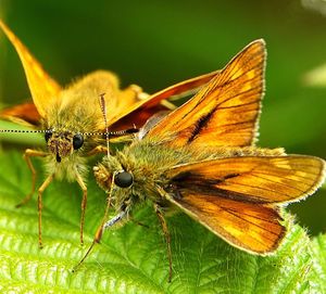 Close-up of butterfly pollinating on flower