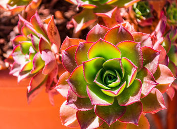 Close-up of succulent plant