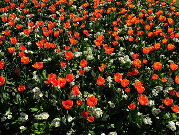 Red flowers blooming outdoors
