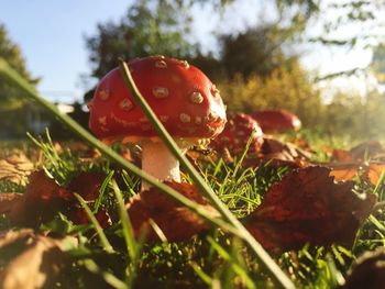 Close-up of fly agaric mushroom